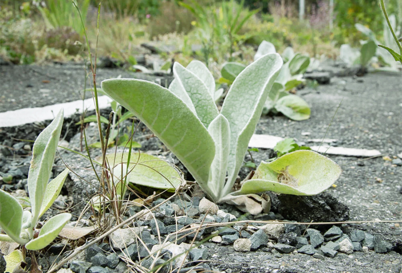 Jardin des Joyeux, Aubervilliers