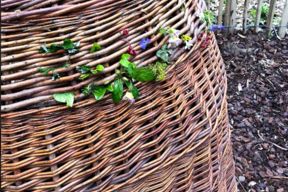 Tressage naturel sur les cabanes